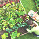 Organic Gardening