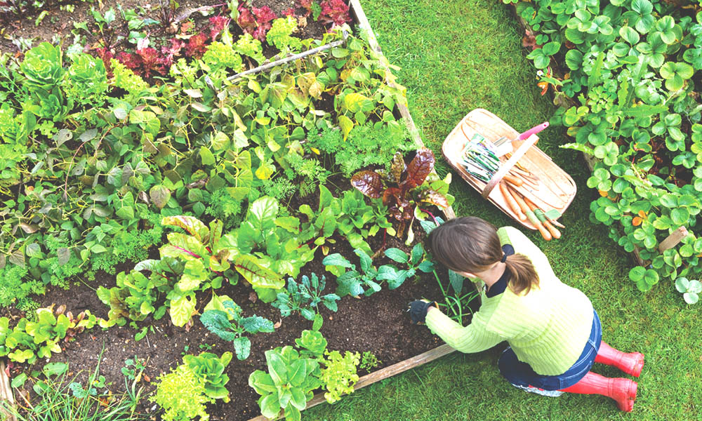 Organic Gardening